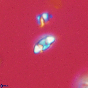 Coccolithus anulatus 68464