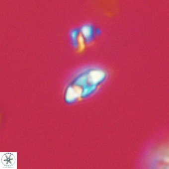 Coccolithus anulatus 68464
