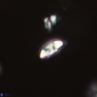 Coccolithus anulatus 68466