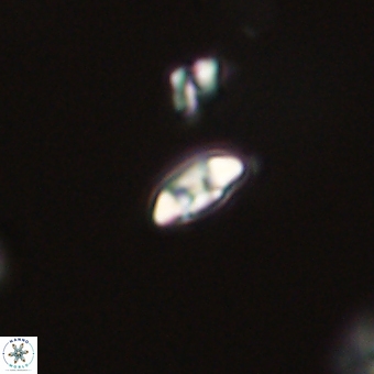 Coccolithus anulatus 68466