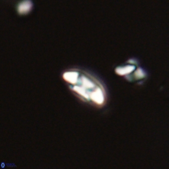 Coccolithus anulatus 68469