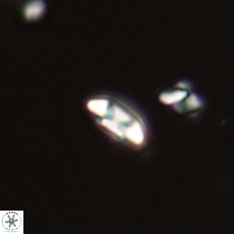 Coccolithus anulatus 68469