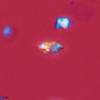 Coccolithus anulatus 68475