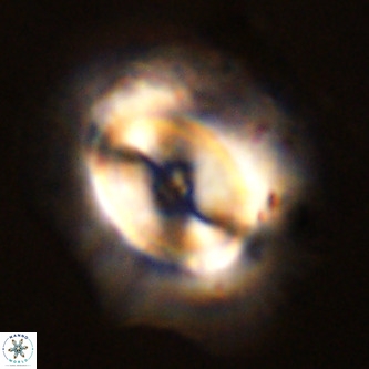 Coccolithus azorinus VR 02096