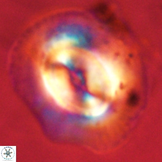 Coccolithus azorinus VR 02097