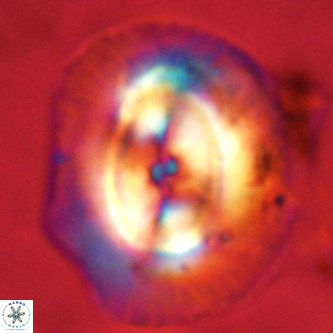 Coccolithus azorinus VR 02098
