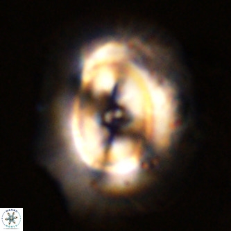 Coccolithus azorinus VR 02099