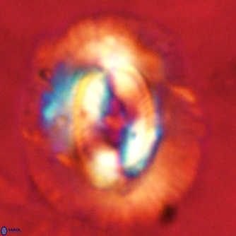 Coccolithus azorinus VR 02168