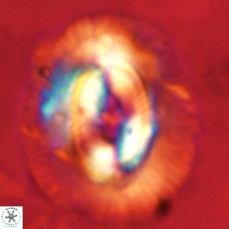 Coccolithus azorinus VR 02168