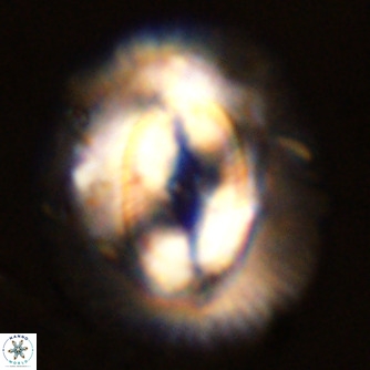Coccolithus azorinus VR 02170
