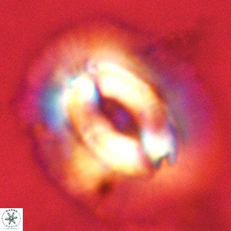 Coccolithus azorinus VR 02172
