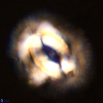 Coccolithus azorinus VR 02174