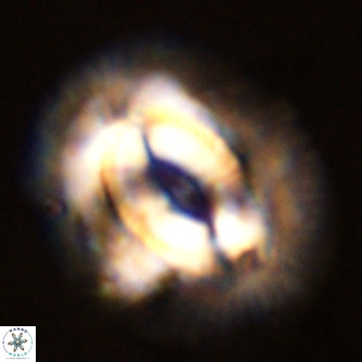 Coccolithus azorinus VR 02174