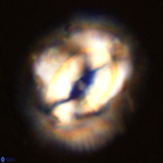 Coccolithus azorinus VR 02175