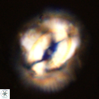 Coccolithus azorinus VR 02175
