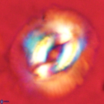 Coccolithus azorinus VR 02176