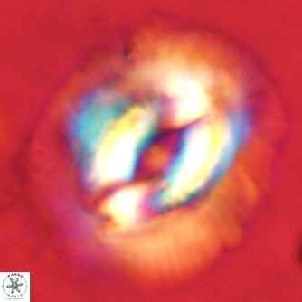 Coccolithus azorinus VR 02176