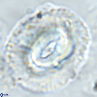 Coccolithus azorinus VR 02177