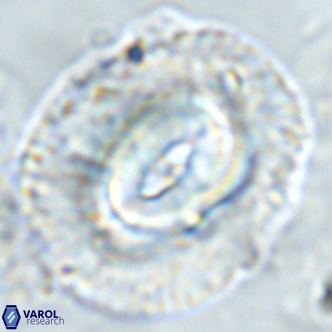 Coccolithus azorinus VR 02177