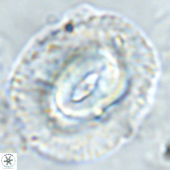 Coccolithus azorinus VR 02177