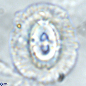 Coccolithus azorinus VR 02178