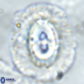 Coccolithus azorinus VR 02178