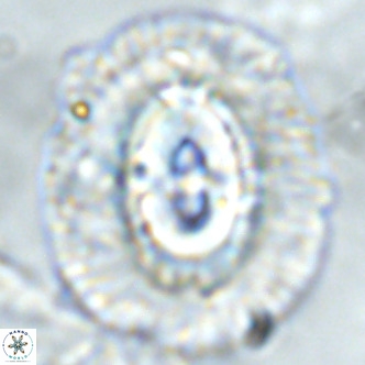 Coccolithus azorinus VR 02178