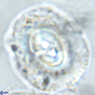 Coccolithus azorinus VR 02180