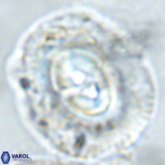 Coccolithus azorinus VR 02180