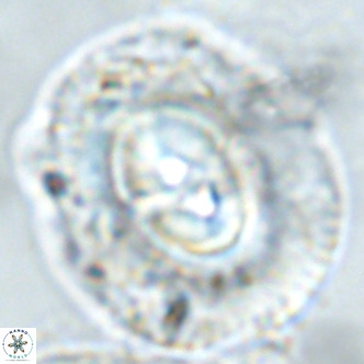 Coccolithus azorinus VR 02180