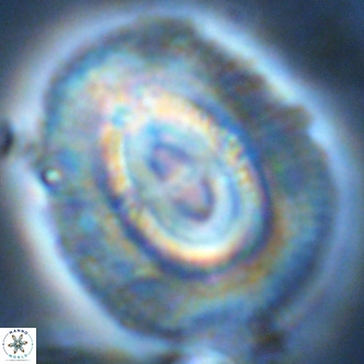 Coccolithus azorinus VR 02182