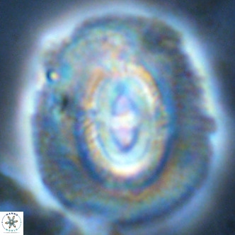 Coccolithus azorinus VR 02183