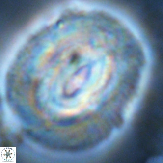 Coccolithus azorinus VR 02184