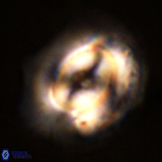 Coccolithus azorinus VR 02100