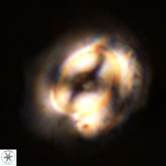Coccolithus azorinus VR 02100