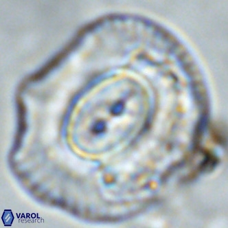 Coccolithus azorinus VR 02103