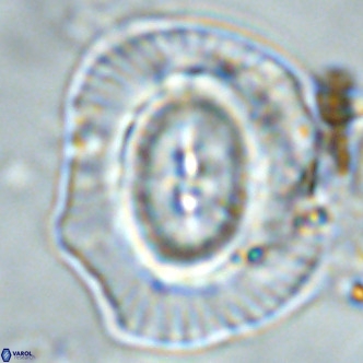 Coccolithus azorinus VR 02104