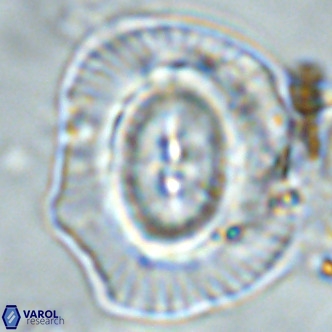 Coccolithus azorinus VR 02104