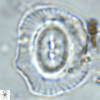 Coccolithus azorinus VR 02104