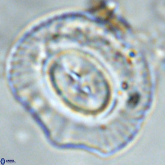 Coccolithus azorinus VR 02105