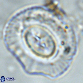 Coccolithus azorinus VR 02105