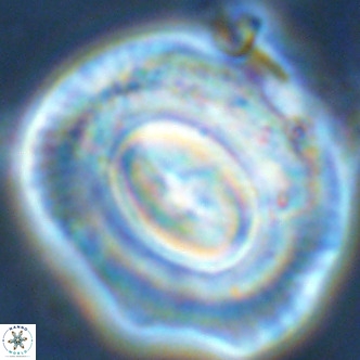 Coccolithus azorinus VR 02106