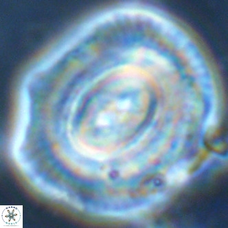 Coccolithus azorinus VR 02108