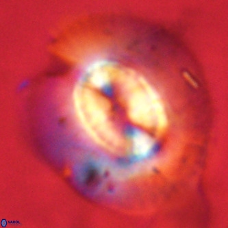 Coccolithus azorinus VR 02110