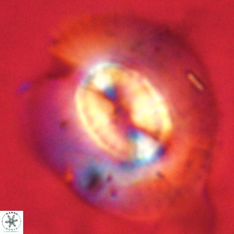 Coccolithus azorinus VR 02110