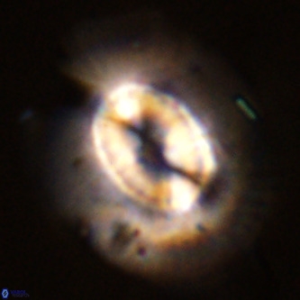 Coccolithus azorinus VR 02111