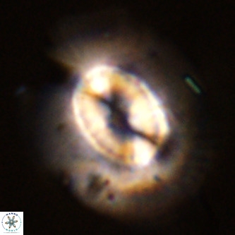 Coccolithus azorinus VR 02111