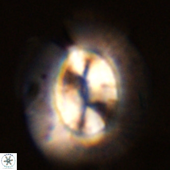 Coccolithus azorinus VR 02112