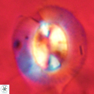 Coccolithus azorinus VR 02114