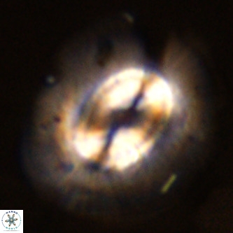 Coccolithus azorinus VR 02116